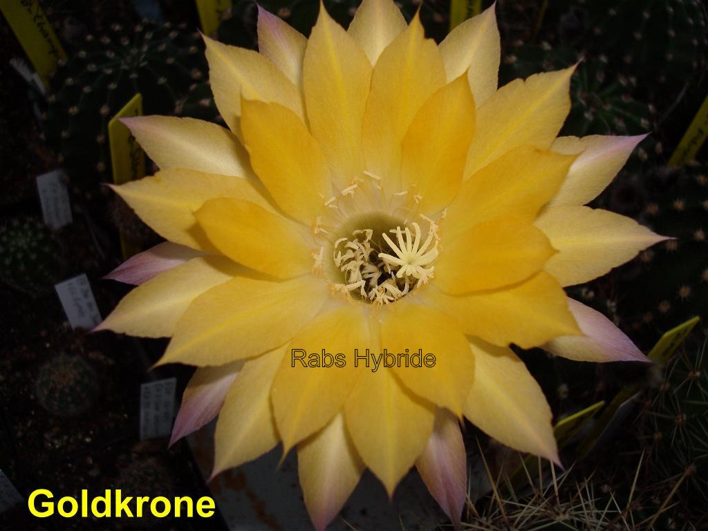 Bilder 2012/Goldkrone 4.0.jpg 